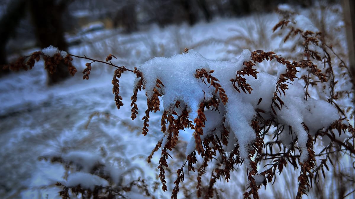 Morning (snowy) Walk