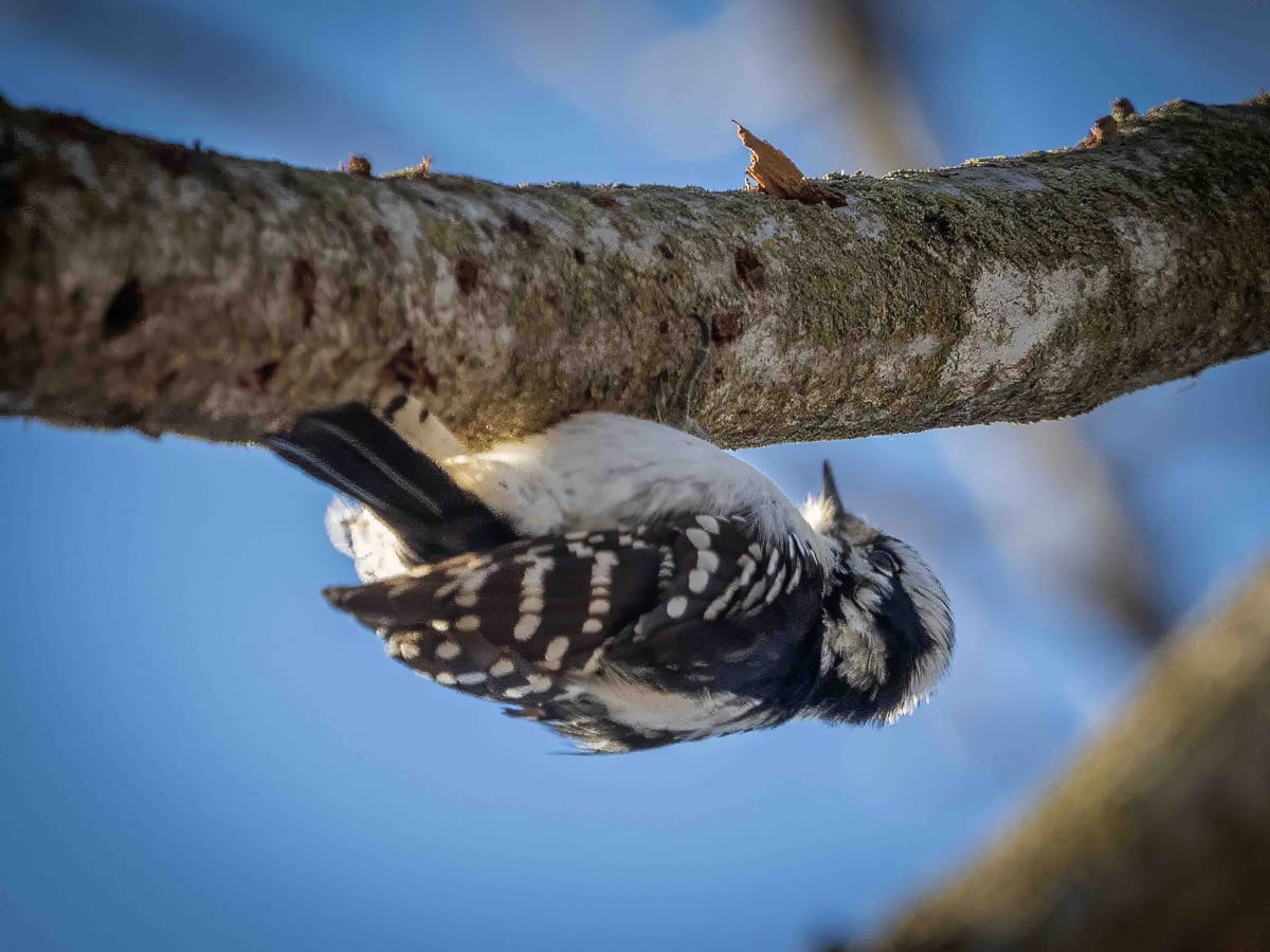 This Morning at Anson Nixon Park