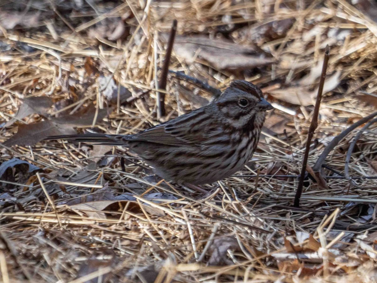 Monday at Anson B. Nixon Park