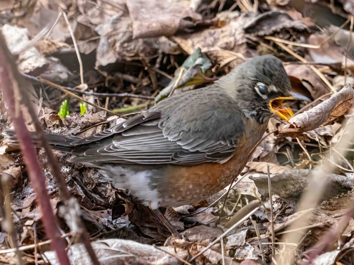 Wednesday at Anson Nixon Park