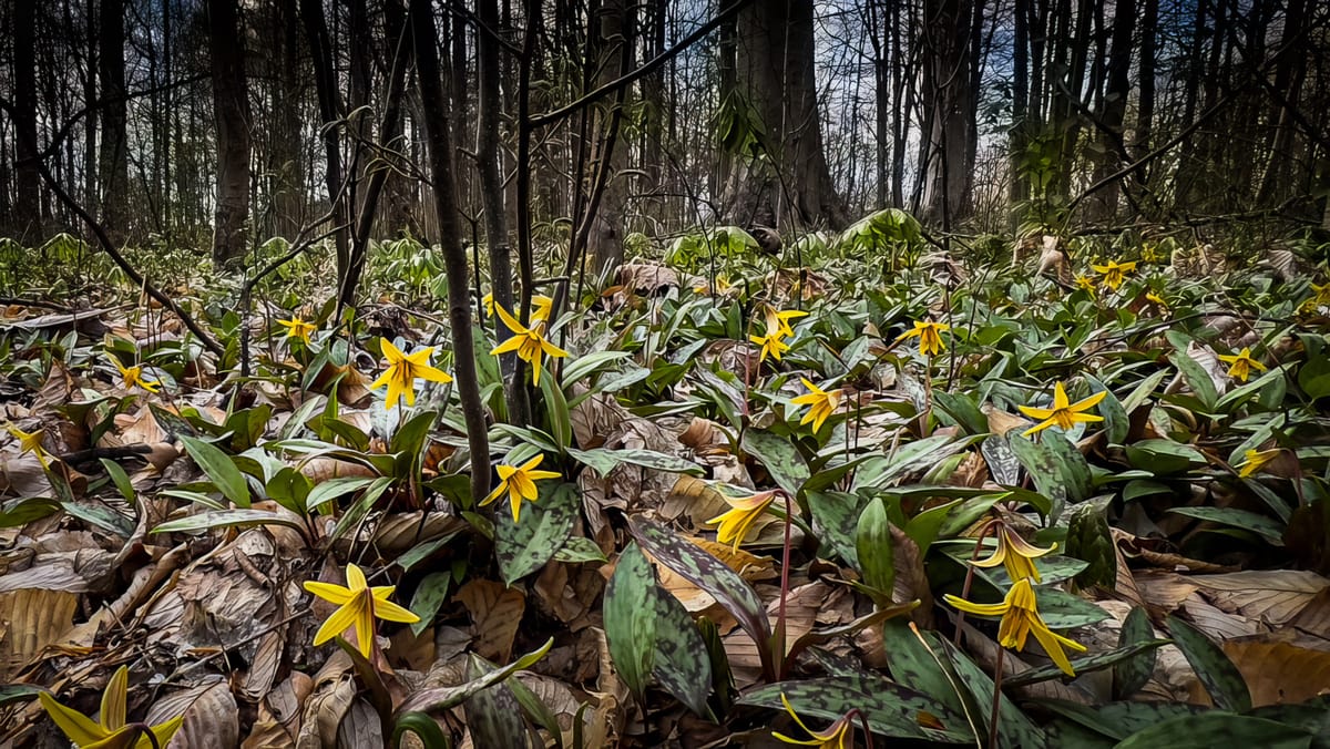 The Yellow Trout Lily