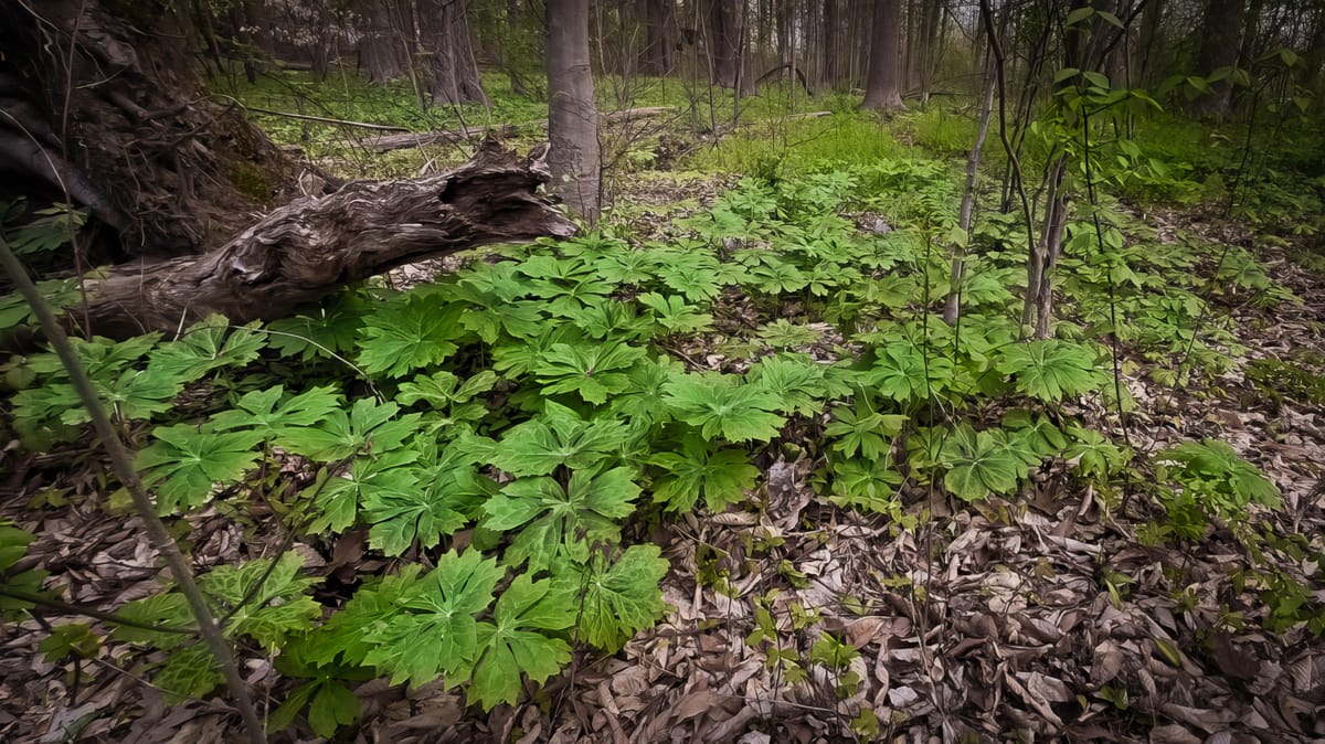 Mayapples