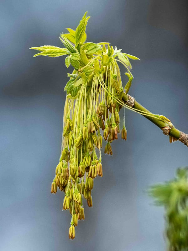 Box Elder Flowers