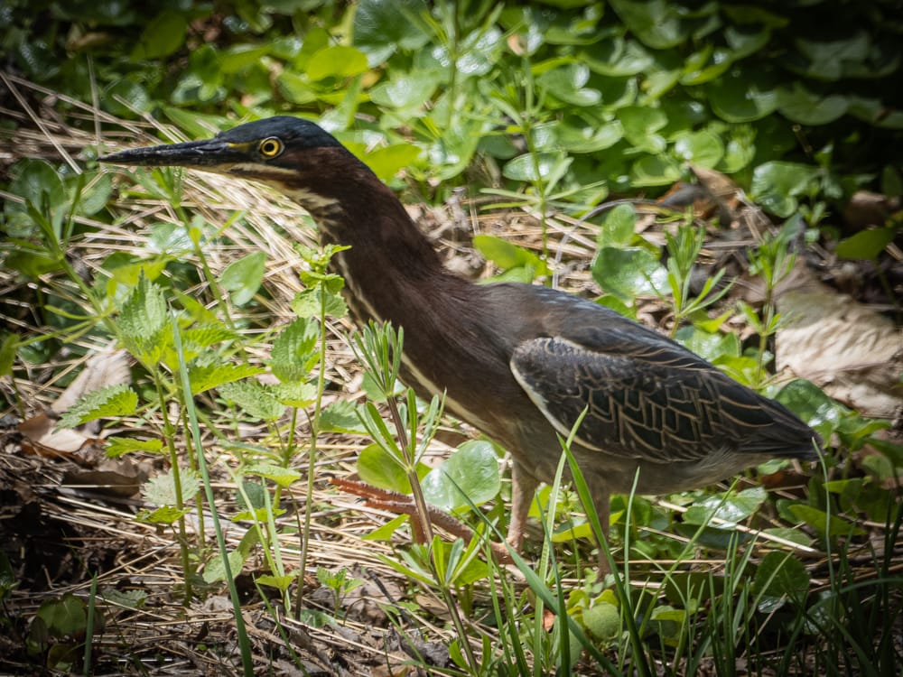 Green Heron