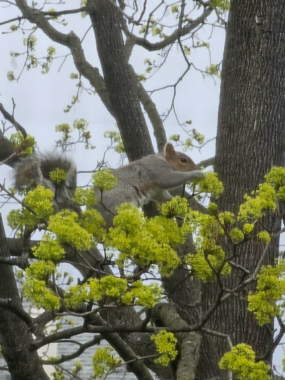 Eating Tree Flowers?