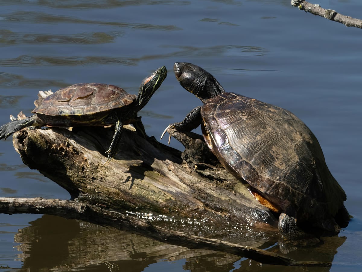 Pond & Red-Eared Sliders
