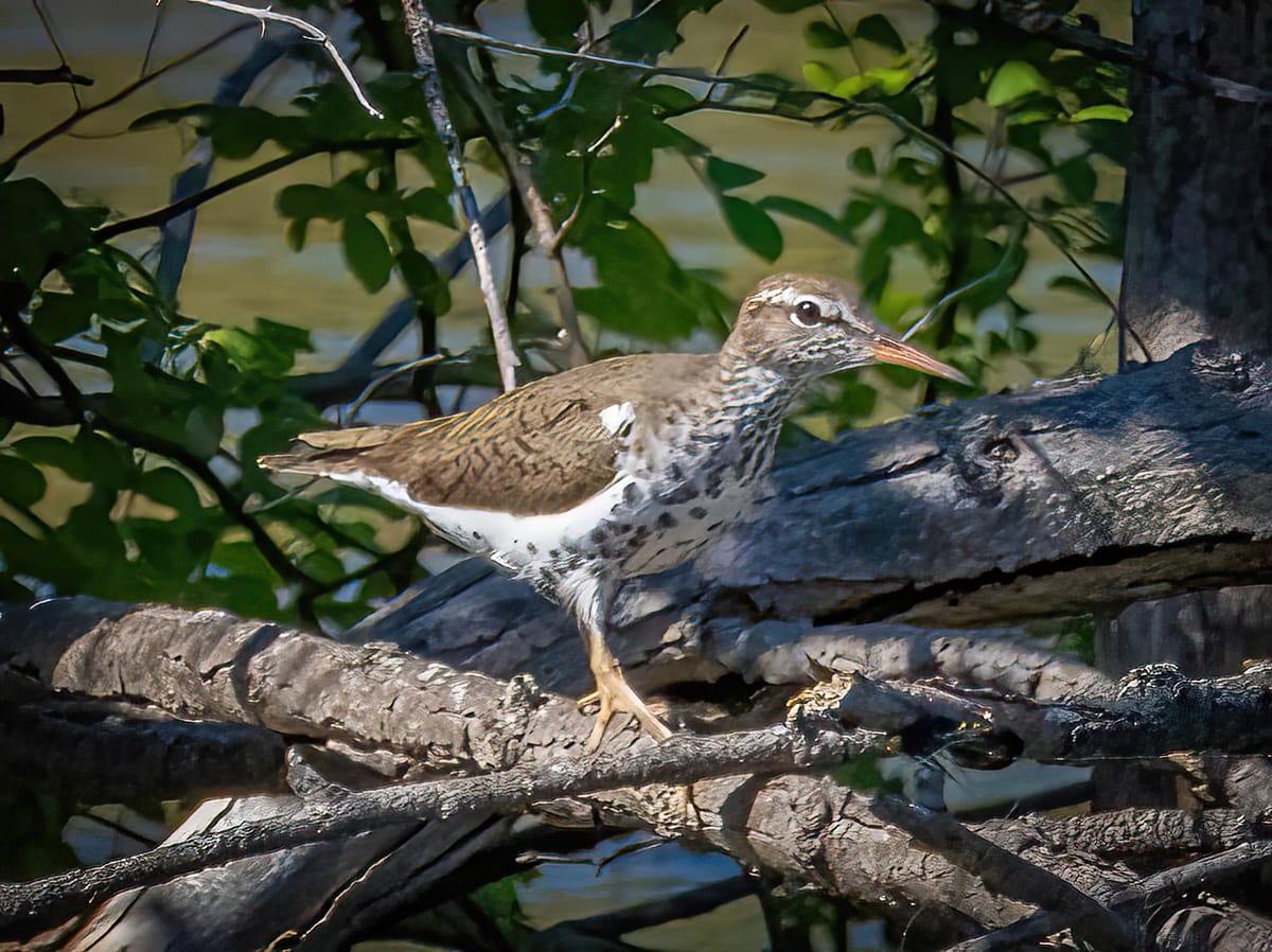 Spotted Sandpiper