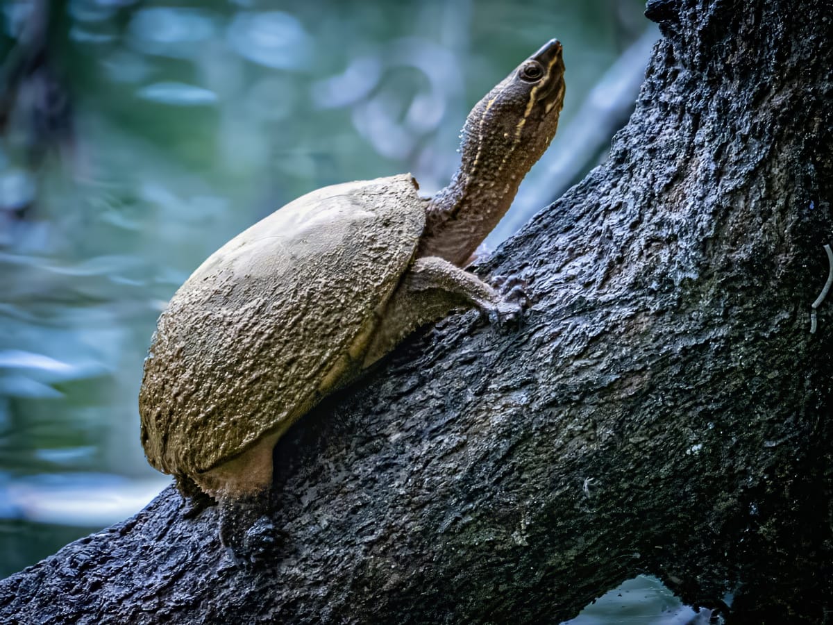 Eastern Musk Turtle