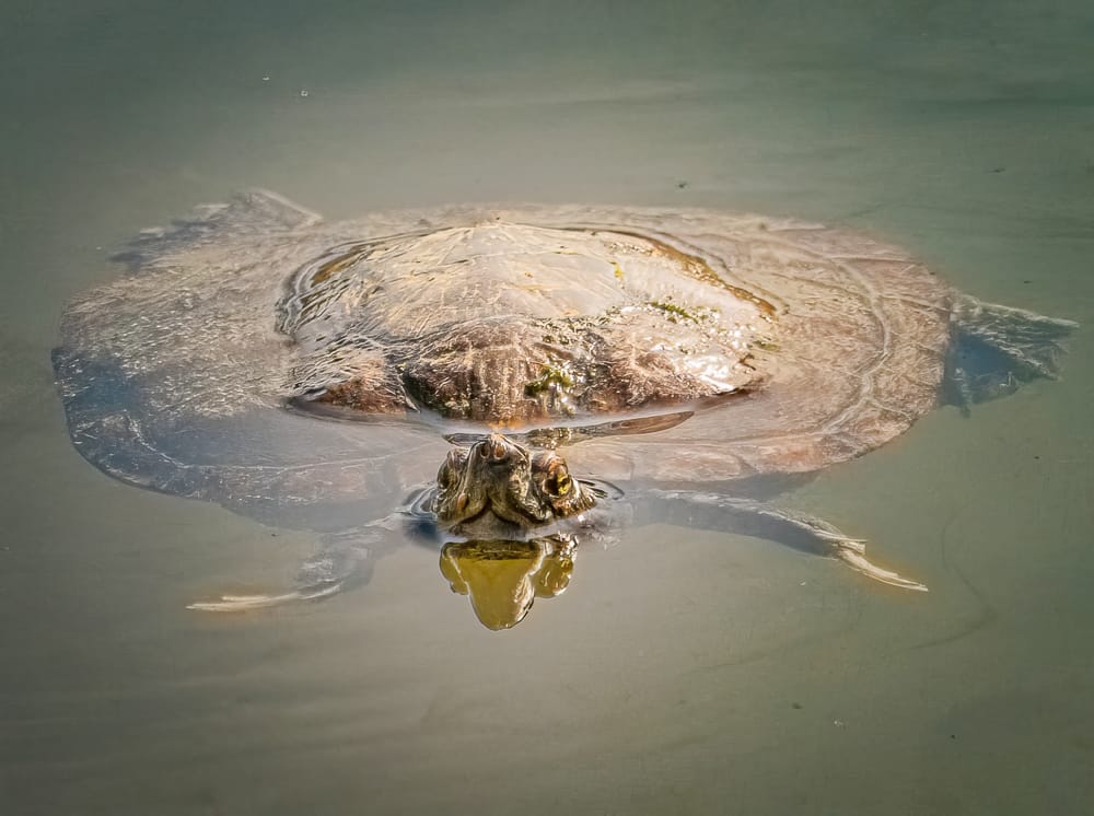 Common Snapping Turtle