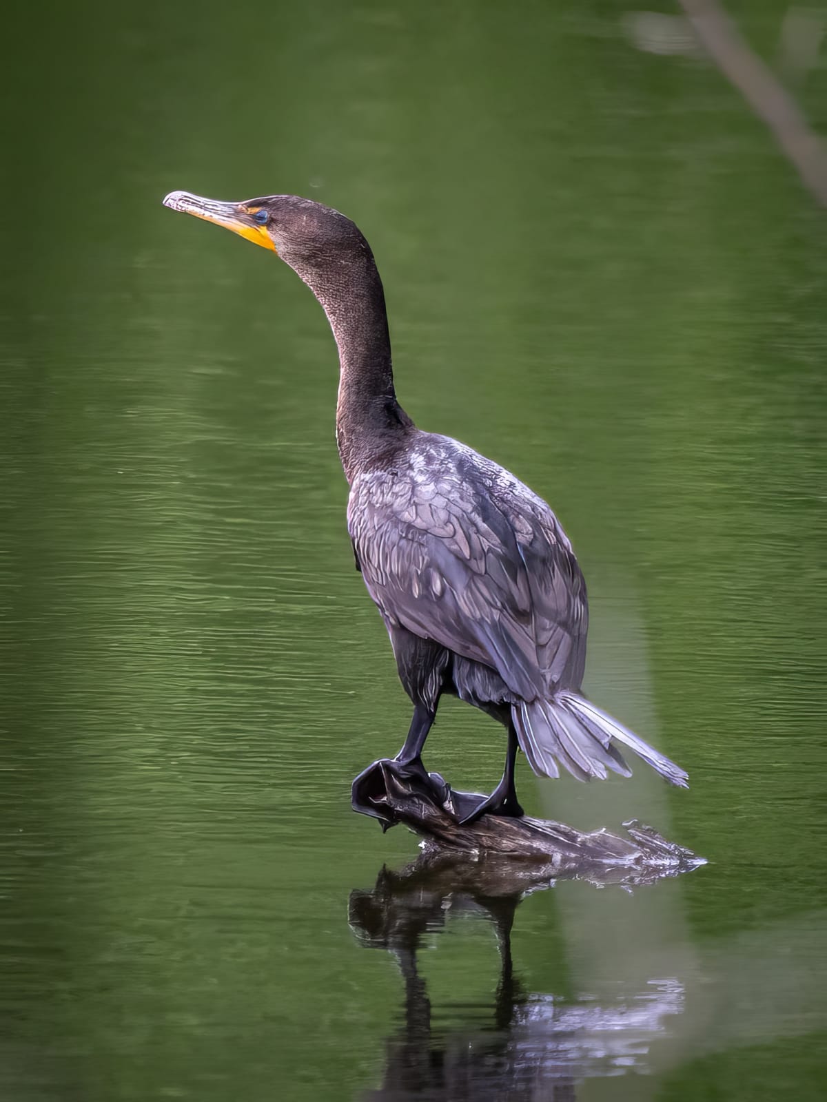 This Week at Nixon Park  - May 9-16