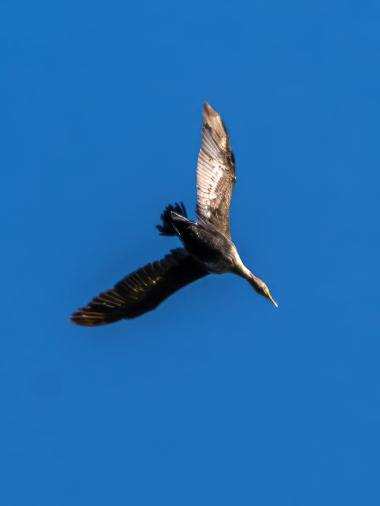 This Week at Nixon Park - May 31-June 7