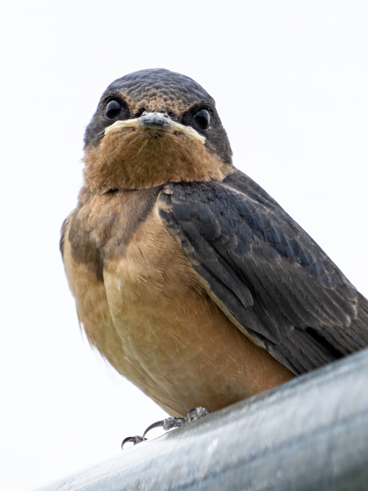 This Week at Nixon Park - July 14-21