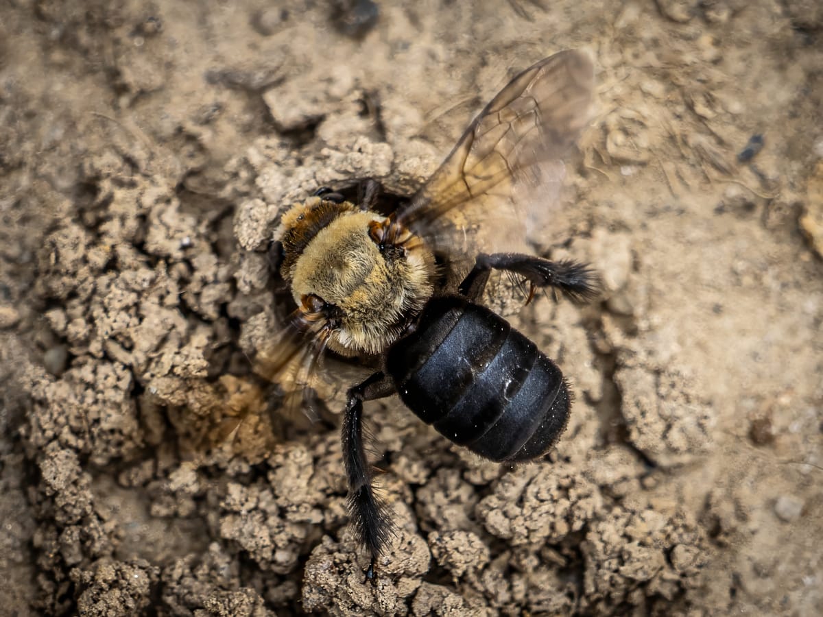 Hibiscus Turret Bees