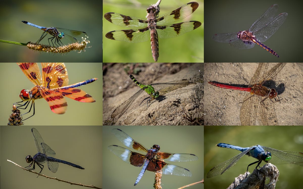 Identifying Dragonflies