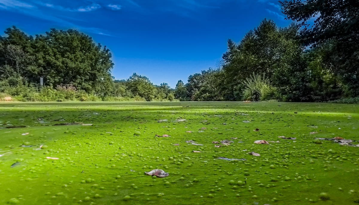 This Week at Nixon Park - August 6-12