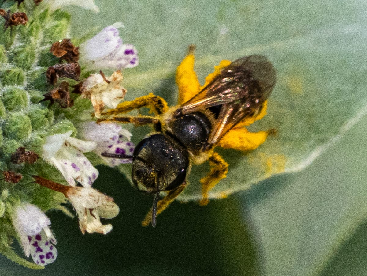 This Week at Nixon Park - July 30 -August 5