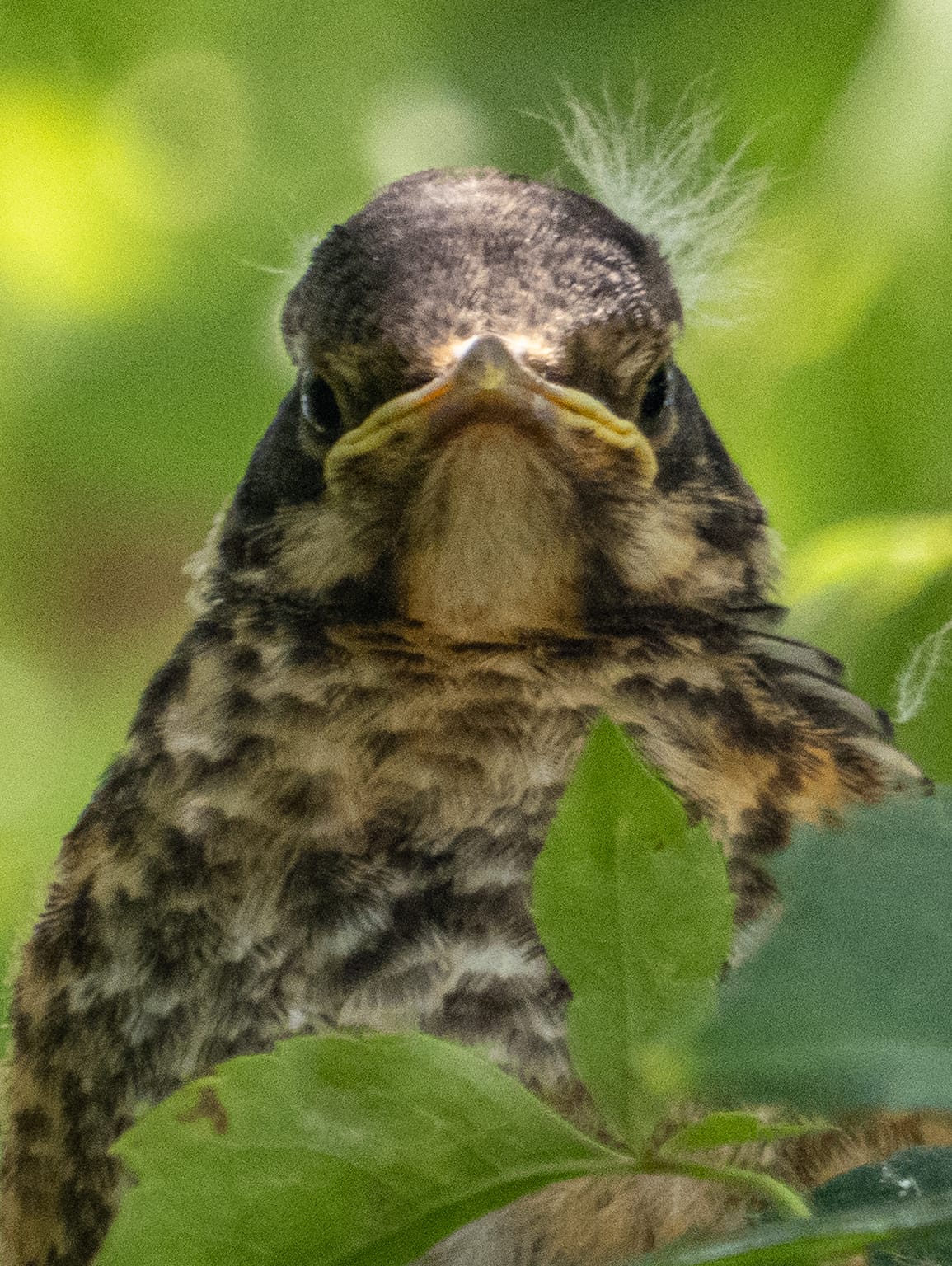 The last TWO Weeks at Nixon Park - August 13-26