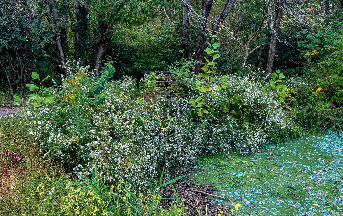 Asters, Beggarticks, Smartweeds, & Goldenrod