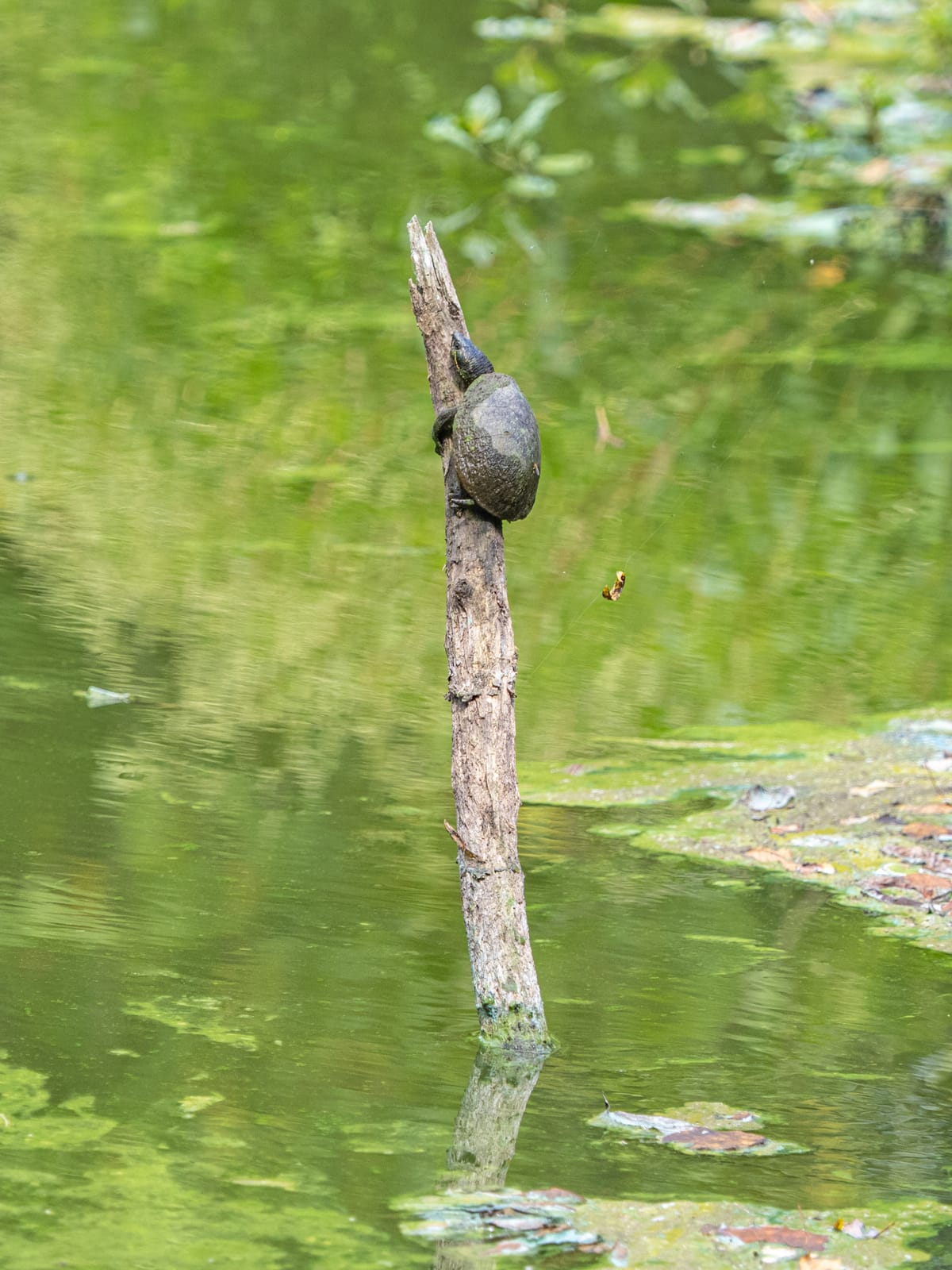 Recently at Nixon Park - Early September