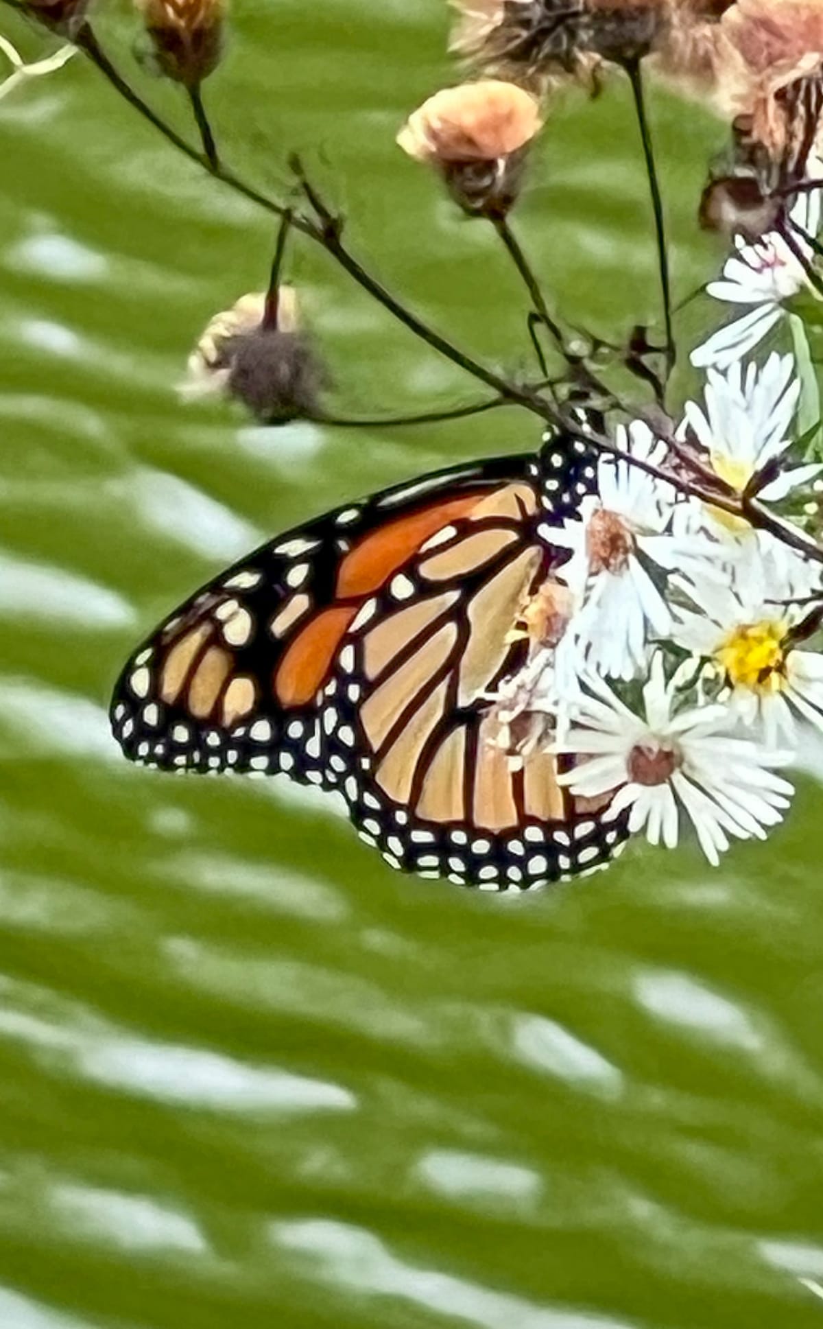 Following the Milkweed