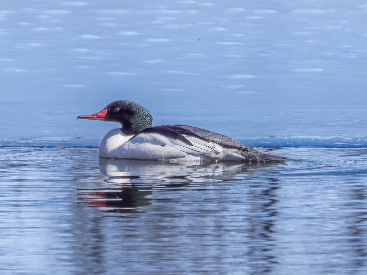 Recently at Nixon Park