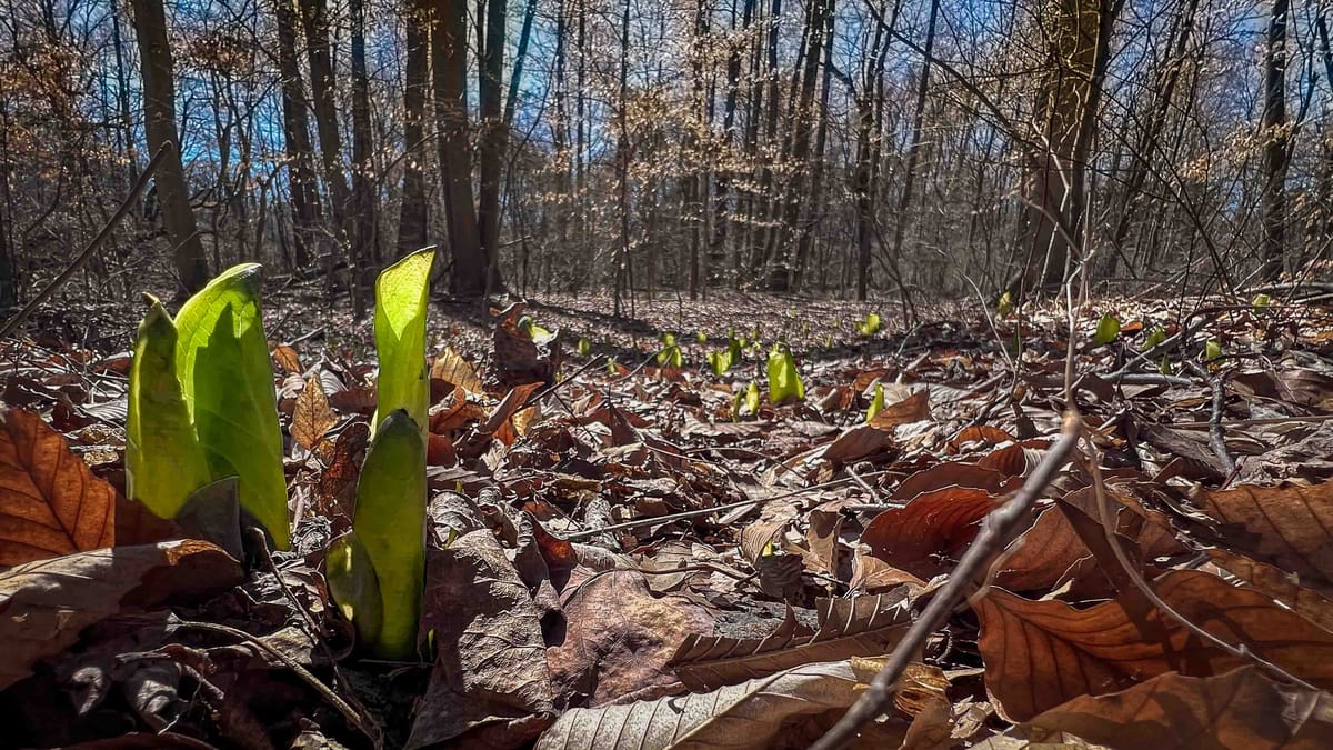 More About Skunk Cabbage