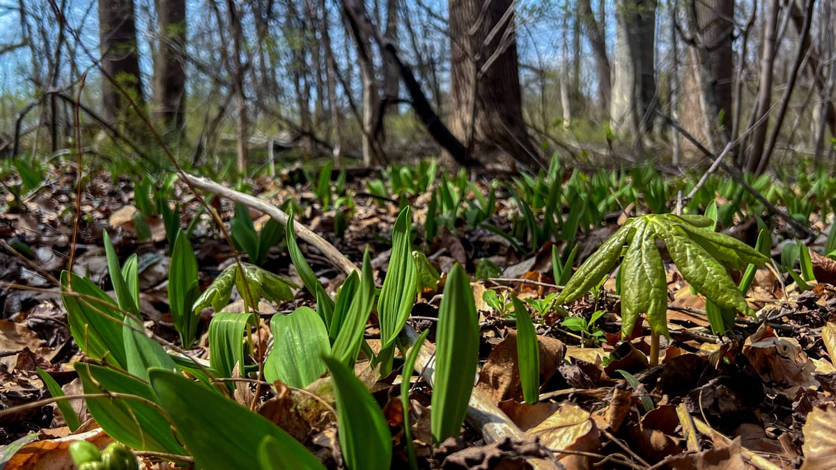 Recently at Nixon Park