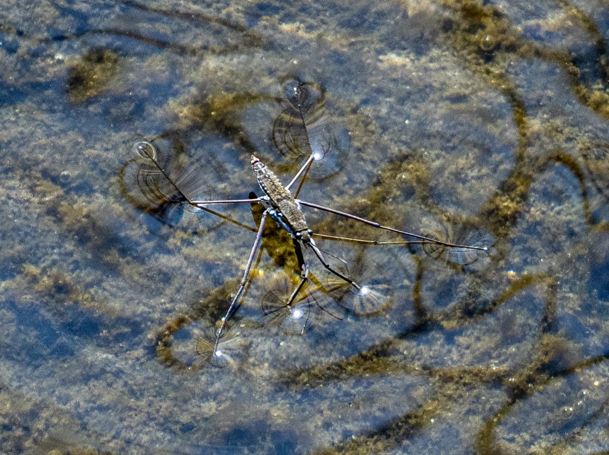 Water Striders and Water Spiders