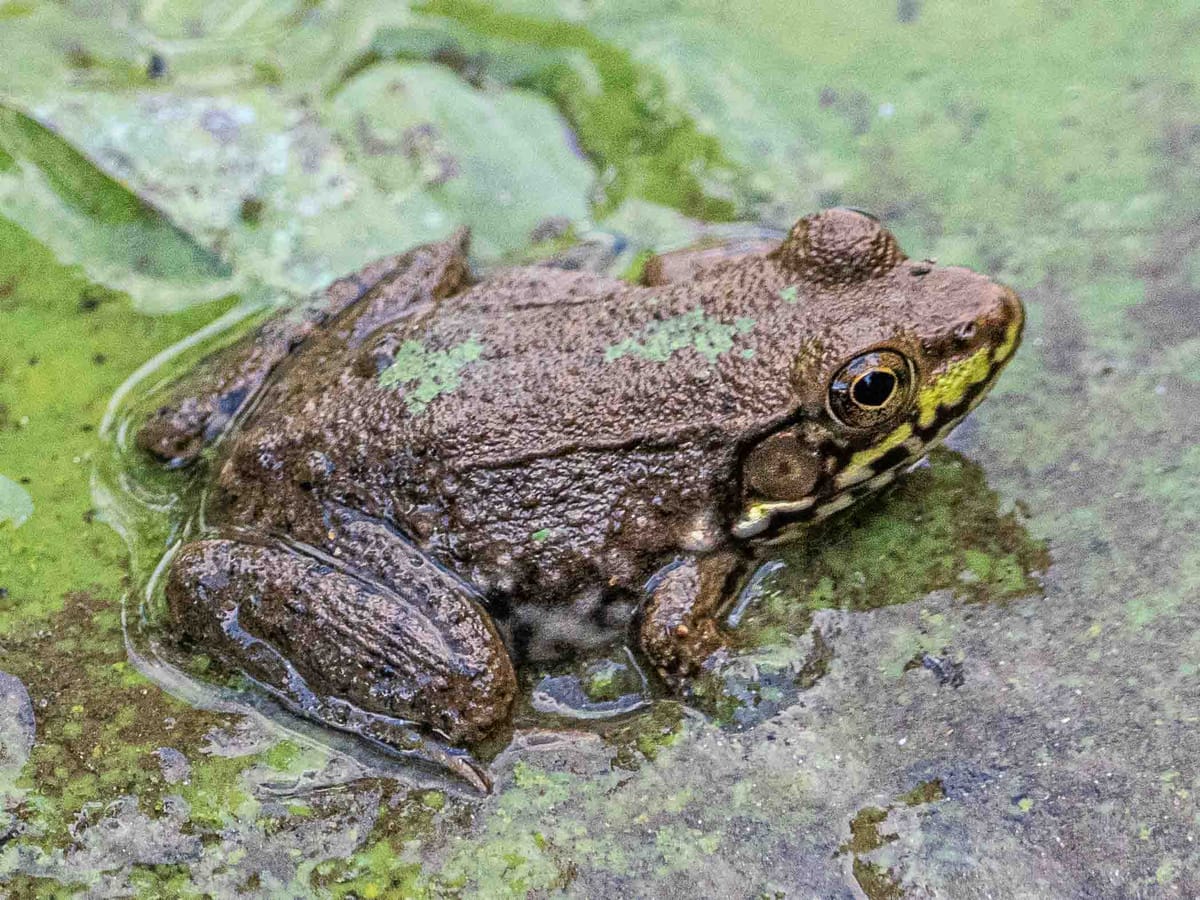 Field Notes on Frogs and Toads