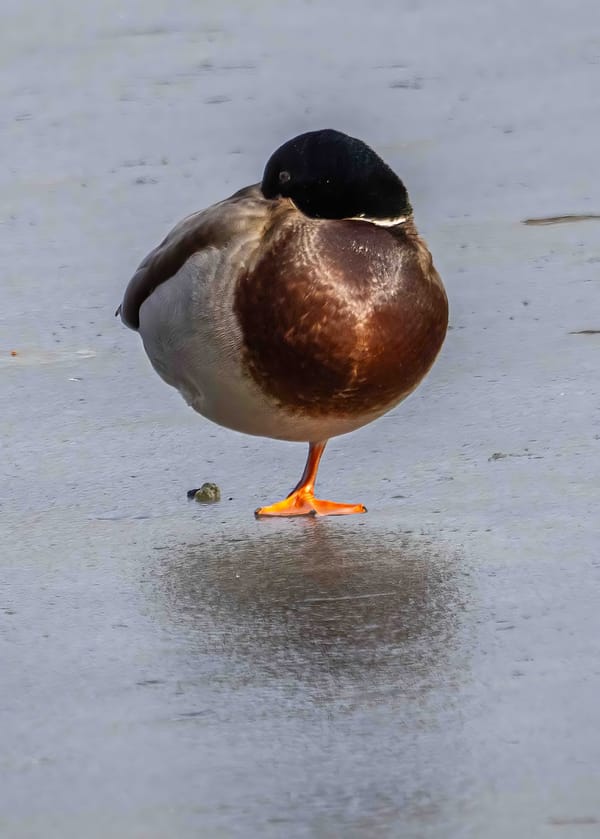 Mallards on Ice