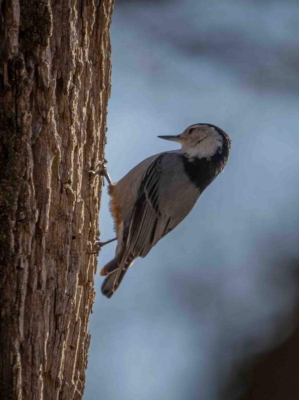 White-breasted Nuthatch