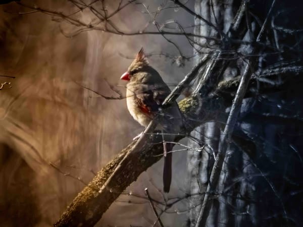 Recently at the Park