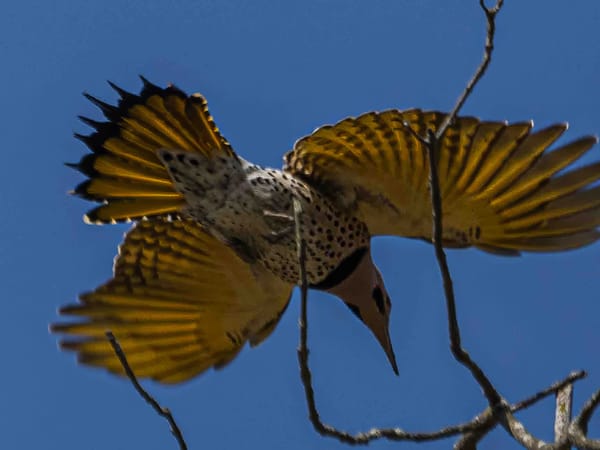 Northern Flickers