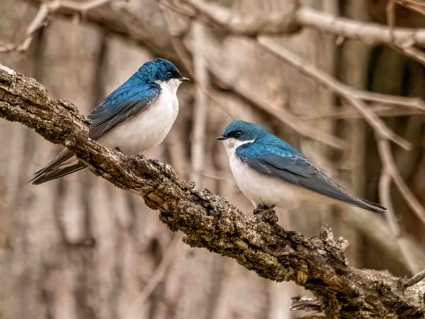Tree Swallows