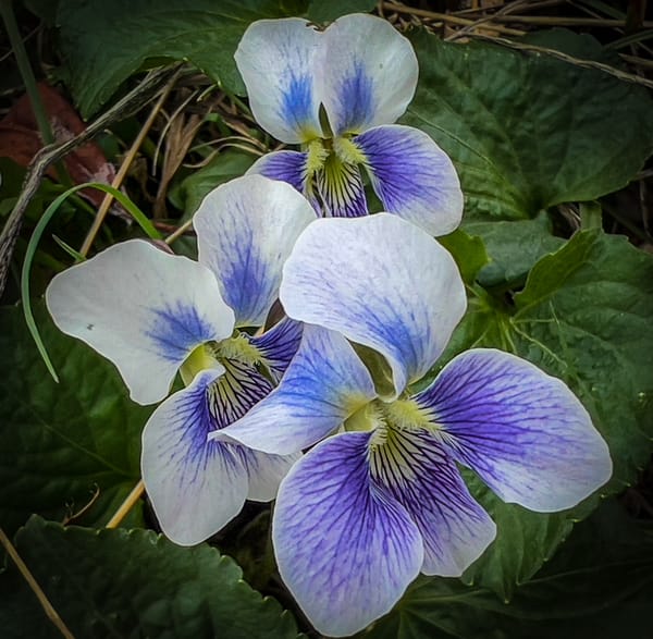 Morning walk flowers