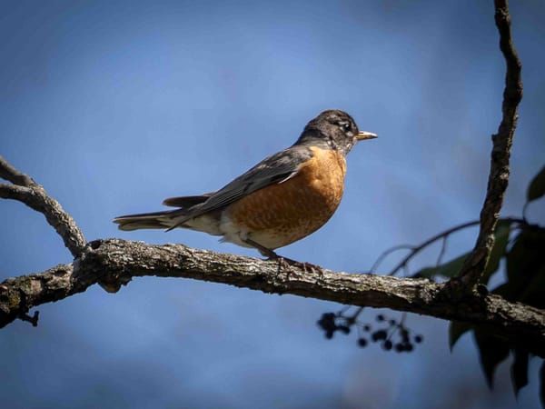 Recent Birds at the Park