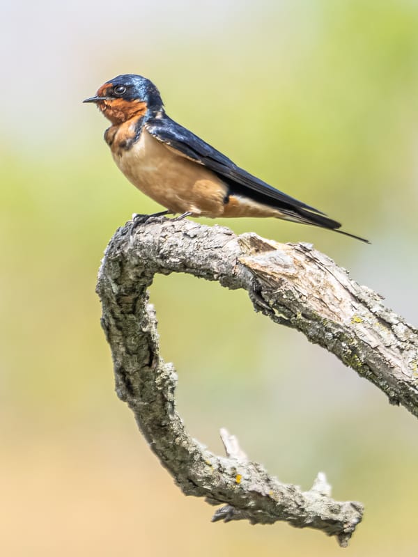 This Week at the Park