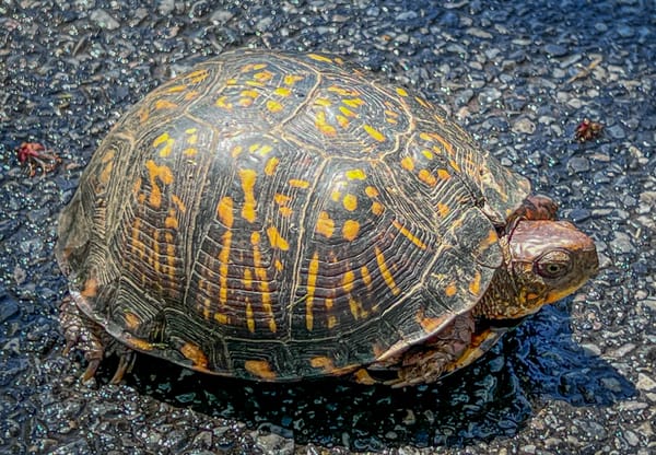Eastern Box Turtle