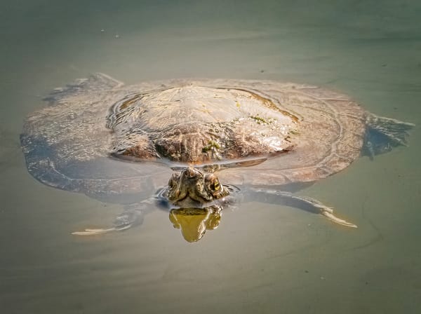 Common Snapping Turtle