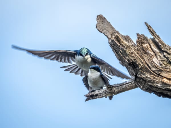 This Week at the Park - April 25-May 2, 2025