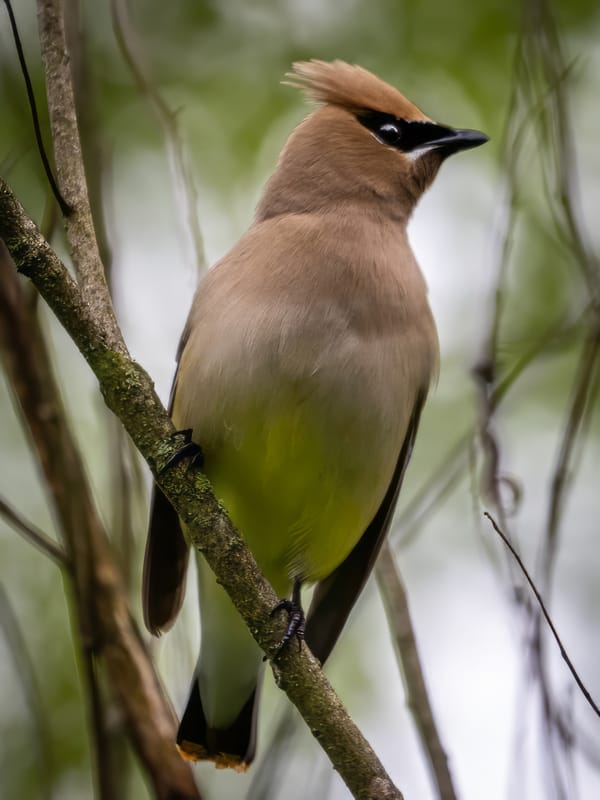 This Week at Nixon Park May 16-23