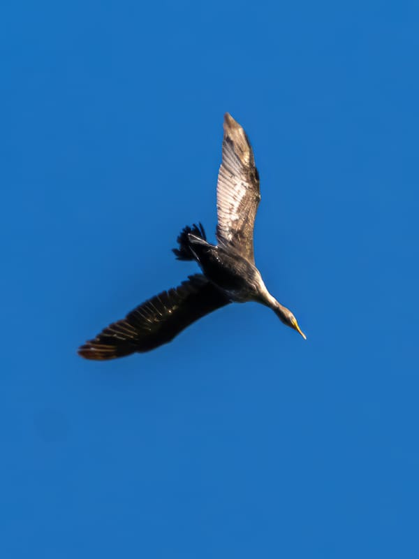 This Week at Nixon Park - May 31-June 7