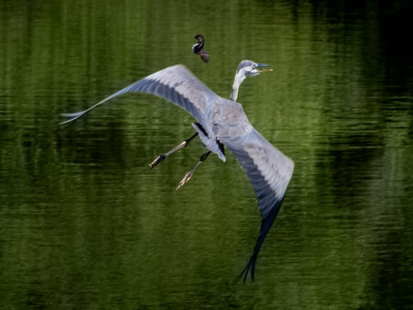 This Week at Nixon Park - July 6 -13