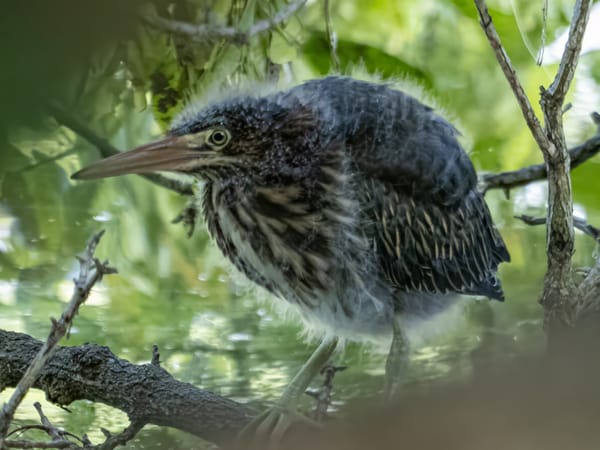 Green Heron Chicks