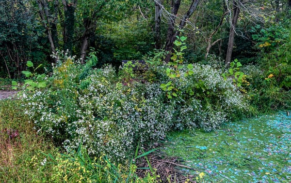 Asters, Beggarticks, Smartweeds, & Goldenrod