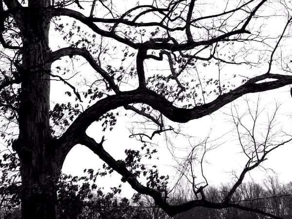 Recently at Nixon Park - January 2026