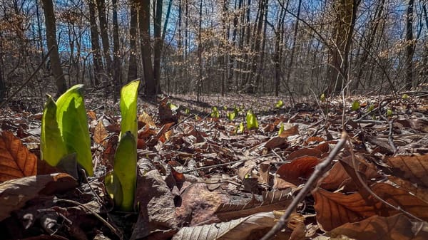 More About Skunk Cabbage