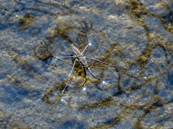 Water Striders and Water Spiders