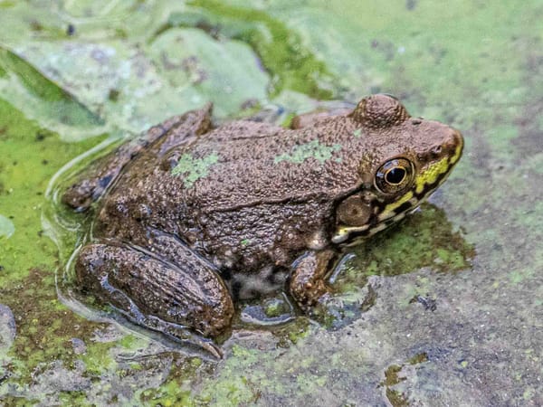 Field Notes on Frogs and Toads